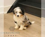 Image preview for Ad Listing. Nickname: Baxter