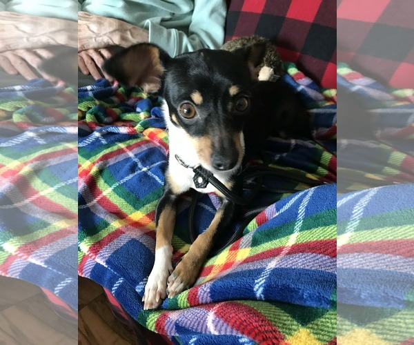 Medium Photo #2 Chiweenie Puppy For Sale in Minneapolis, MN, USA