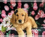 Small #3 Golden Retriever