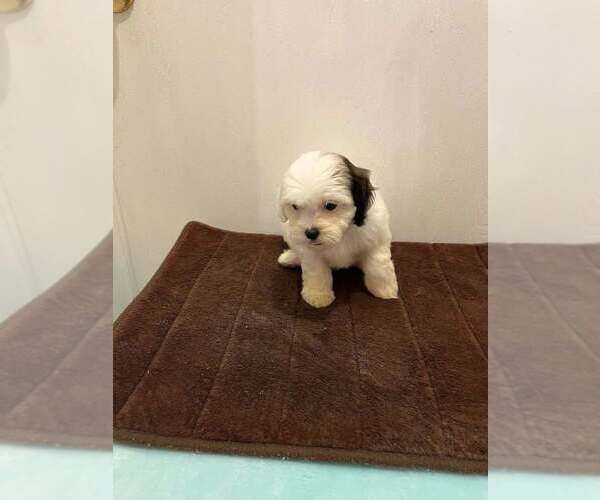 Medium Photo #1 Shih-Poo Puppy For Sale in LORANGER, LA, USA