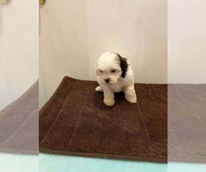 Shih-Poo Puppy for sale in LORANGER, LA, USA