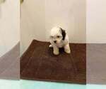 Litter of 5 - Male(s) and Female(s) Shih-PooLitter of Puppies for Sale - Small photo