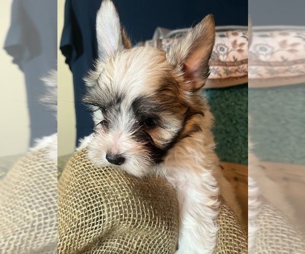 Medium Photo #1 Papitese Puppy For Sale in ATOKA, OK, USA