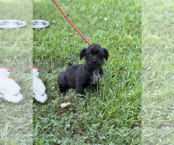 Medium Photo #3 Labrador Retriever Puppy For Sale in Yardley, PA, USA