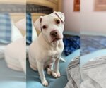 Small American Pit Bull Terrier Mix