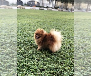 Pomeranian Puppy for sale in FORT LAUDERDALE, FL, USA