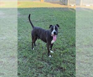 Mutt Dogs for adoption in Riverside, CA, USA