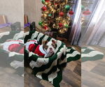 Small #2 Bulldog