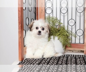 Zuchon Puppy for sale in NAPLES, FL, USA