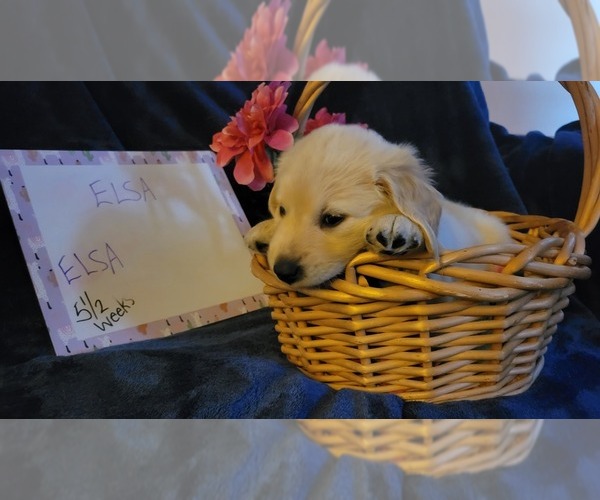 Medium Photo #8 Golden Retriever Puppy For Sale in VOORHEES, NJ, USA