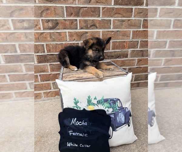 Medium Photo #15 German Shepherd Dog Puppy For Sale in MAYSVILLE, MO, USA