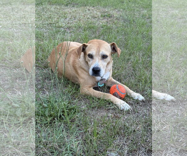 Medium Photo #7 Mountain Cur-Rhodesian Ridgeback Mix Puppy For Sale in Holly Springs, NC, USA