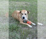 Small #6 Mountain Cur-Rhodesian Ridgeback Mix