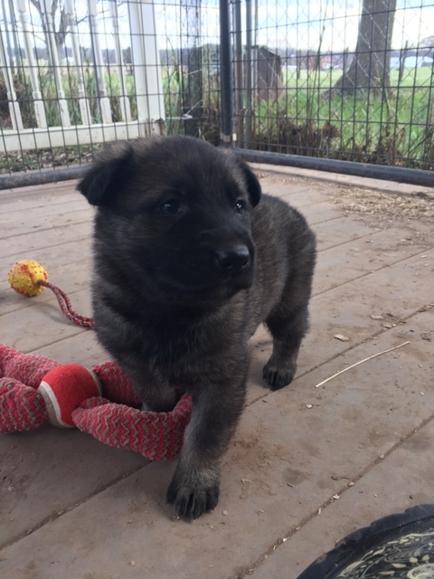 Medium Photo #2 German Shepherd Dog Puppy For Sale in BROOKEVILLE, MD, USA