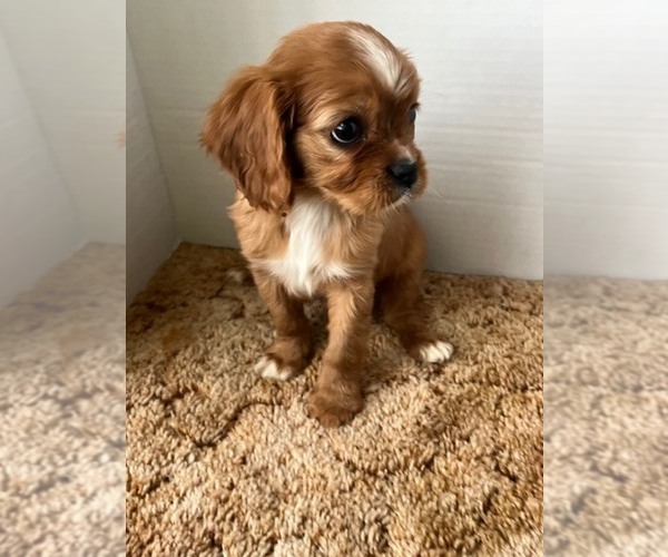 Medium Photo #1 Cavalier King Charles Spaniel Puppy For Sale in WATERTOWN, WI, USA