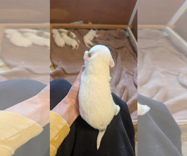 Medium Photo #5 Beagle-Colonial Cocker Spaniel Mix Puppy For Sale in Fort Worth, TX, USA