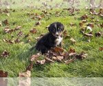 Small #1 Bernese Mountain Dog