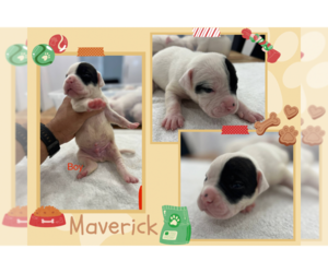 American Bulldog Puppy for Sale in MIAMI, Florida USA