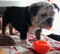Small Photo #3 Bulldog Puppy For Sale in STOCKBRIDGE, GA, USA