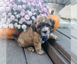 ShihPoo Puppy for Sale in INDIANAPOLIS, Indiana USA