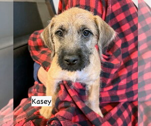 Mutt Dogs for adoption in Gilberts, IL, USA