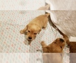 Small Photo #9 Labrador Retriever Puppy For Sale in NEW STANTON, PA, USA