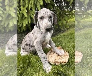 Great Dane Puppy for sale in MIDDLEBURY, IN, USA