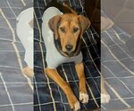 Small Photo #3 Coonhound-Unknown Mix Puppy For Sale in Crystal, MN, USA