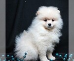 Small #8 Pomeranian