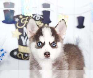 Pomsky Puppy for sale in BEL AIR, MD, USA