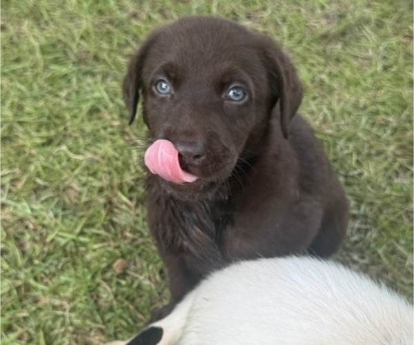 Medium Photo #2 Shepradors Puppy For Sale in LEXINGTON, SC, USA