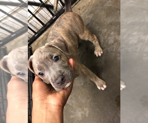 American Bully Puppy for sale in ZEBULON, NC, USA