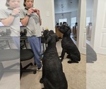 Small Photo #1 Schnauzer (Giant) Puppy For Sale in KILLEEN, TX, USA