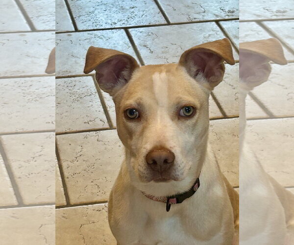 Medium Photo #8 Carolina Dog-Unknown Mix Puppy For Sale in Hillsboro, MO, USA