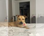 Small #5 Labrador Retriever Mix