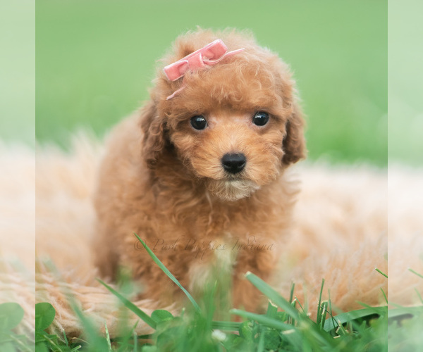 Medium Photo #5 Poodle (Toy) Puppy For Sale in WARSAW, IN, USA