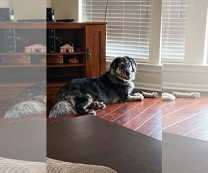 Australian Shepherd Dogs for adoption in Dallas, TX, USA