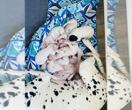 Small Photo #8 Dalmatian Puppy For Sale in AMARILLO, TX, USA