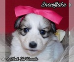 Small Photo #13 Great Pyrenees Puppy For Sale in HILLSVILLE, VA, USA