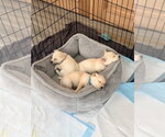 Small Photo #3 Mutt Puppy For Sale in Dana Point, CA, USA