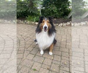 Father of the Shetland Sheepdog puppies born on 05/03/2025