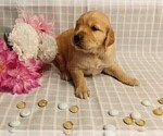 Small Photo #8 Golden Retriever Puppy For Sale in OMAHA, NE, USA