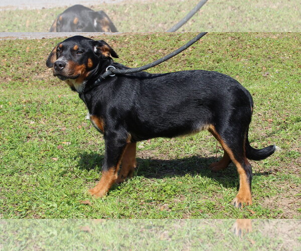 Medium Photo #3 Labrador Retriever-Unknown Mix Puppy For Sale in Prattville, AL, USA
