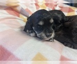 Small #3 Cockapoo (Miniature)
