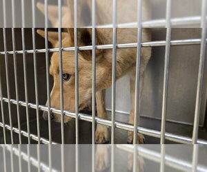 German Shepherd Dog Dogs for adoption in Riverside, CA, USA