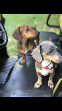 Medium Photo #1 Dachshund Puppy For Sale in HENDERSON, TN, USA