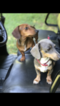 Small Photo #1 Dachshund Puppy For Sale in HENDERSON, TN, USA