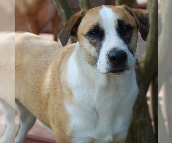 Medium Photo #13 Border Collie-Unknown Mix Puppy For Sale in Spring, TX, USA