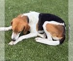 Small #6 Beagle Mix
