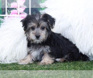 Yorkshire Terrier Puppy for sale in MARIETTA, GA, USA